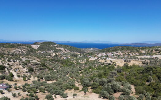 Mordoğan Satılık Zeytin ağaçlı Arazi/Resmi Kadastral yolu var